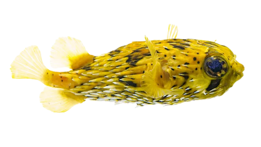 Porcupine Puffer ML