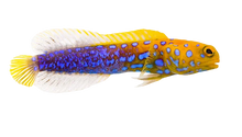 Blue Spot Jawfish