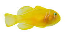 Lemon Goby