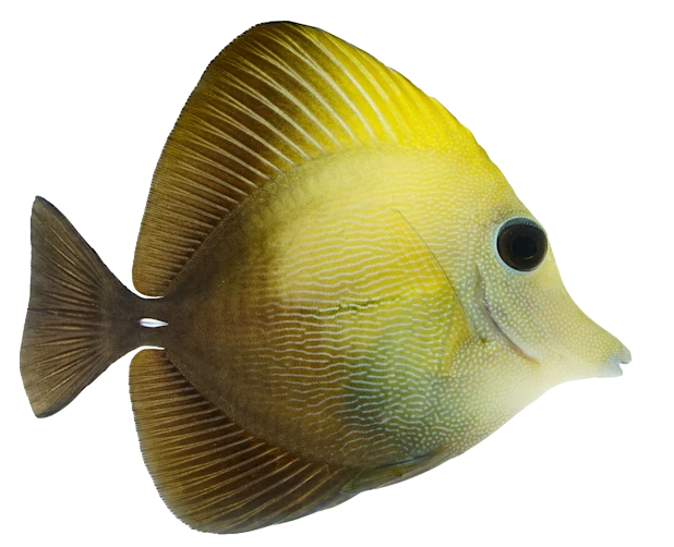 Scopas Tang SM