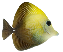 Scopas Tang SM