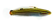 Hectors Goby