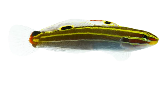 Hectors Goby