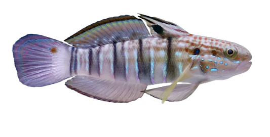 Bullet Goby M