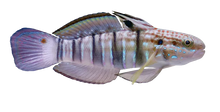 Bullet Goby M