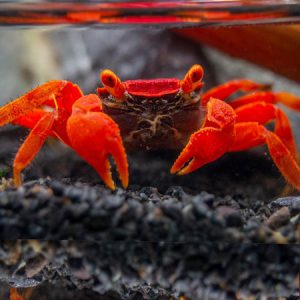 Tomato Vampire Crab