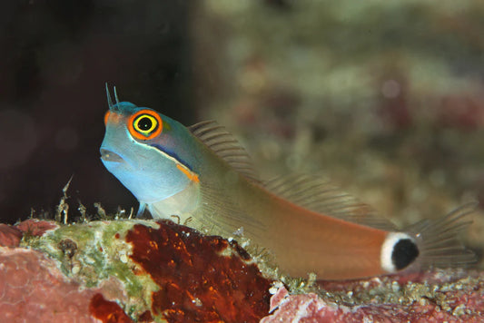 Tailspot Blenny