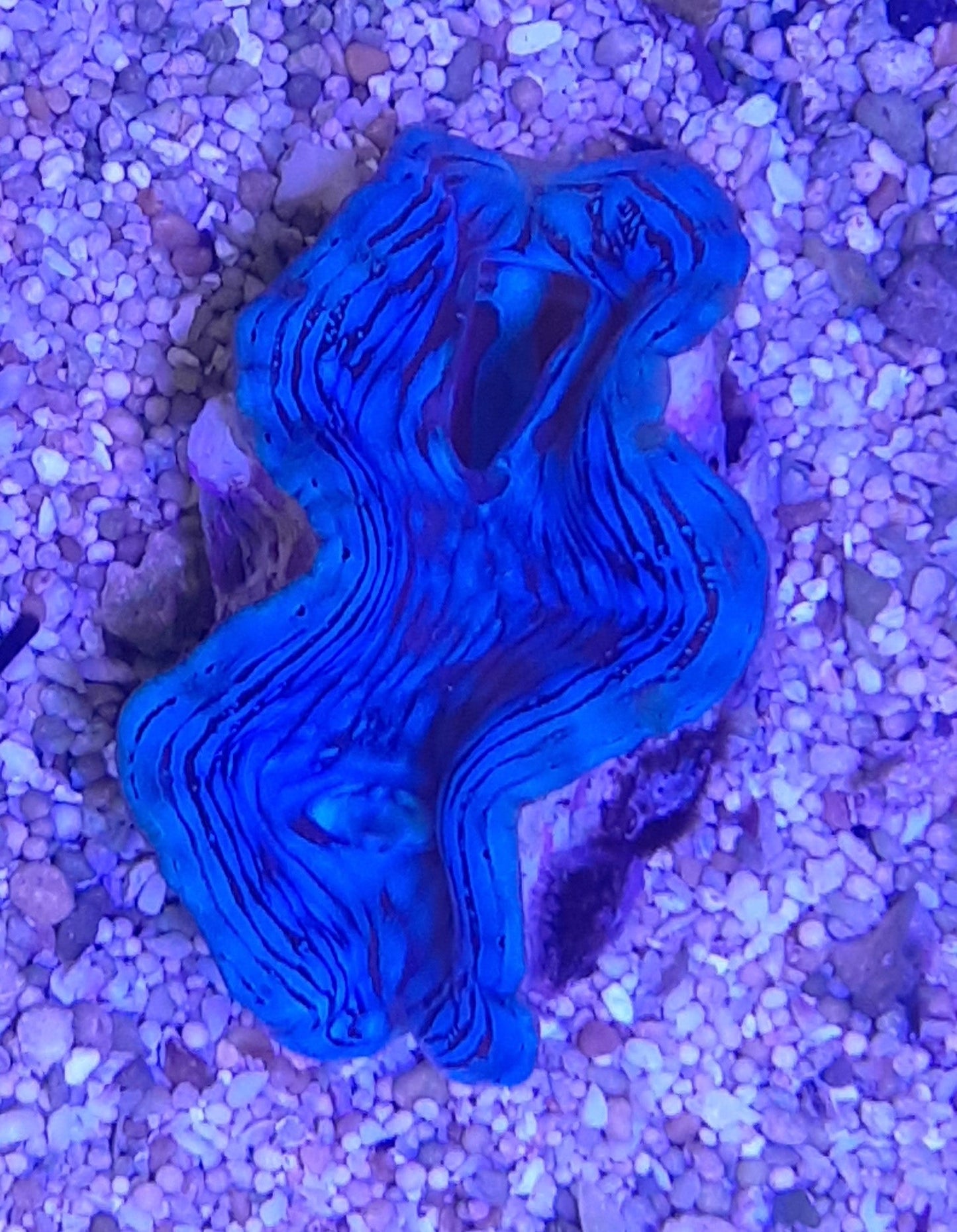 Squamosa Clam Grade A (5-6cm)