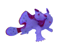 Warty Frogfish - White & Red