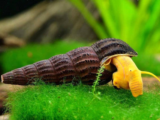 Yellow Rabbit Snails -Tylomelania sp.