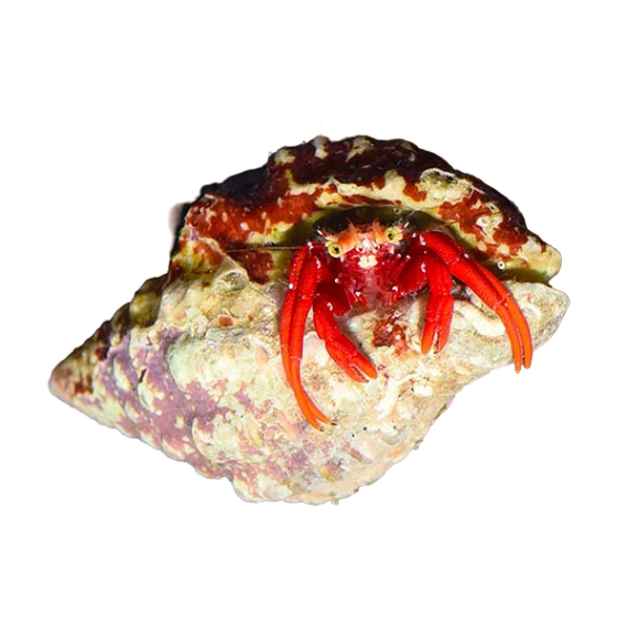 Scarlet Red Hermit Pacific