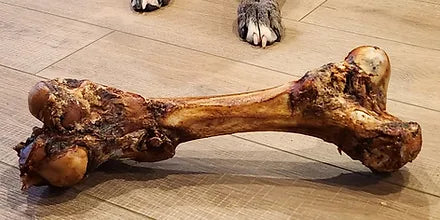 Wow-Finds - B&T - XL Beef Femur (Dino Bone)