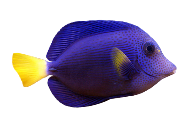 Purple Tang ML