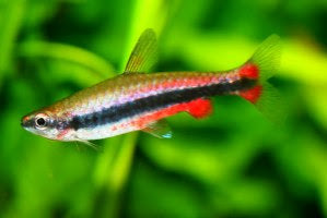 Red Beckford's Pencilfish / Red Pencilfish - Nannostomus beckfordi