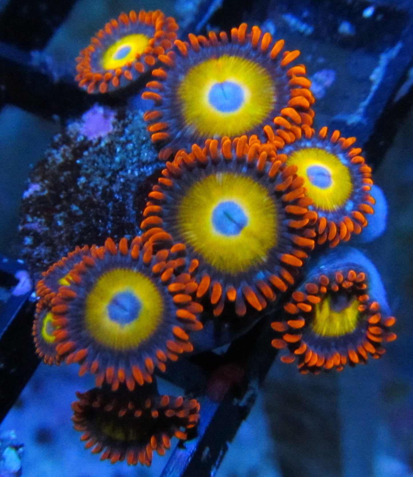 B162 Blue eyed Blonde Zoas