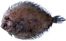 Eyed Flounder