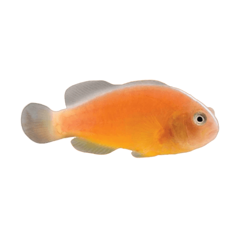 Orange Skunk Clownfish L