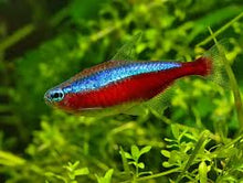 Cardinal Tetra - Paracheirodon axelrodi