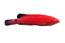 Adorned Fairy Wrasse Female