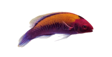 Orangeback Fairy Wrasse