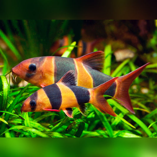 Clown Loach -Chromobotia macracanthus