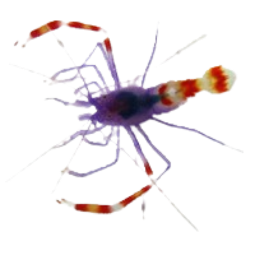 Purple Coral Banded Shrimp