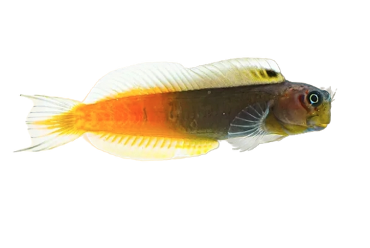 Bicolour Blenny