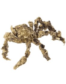 Spider Decorator Crab