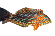 Ornate Leopard Wrasse Female