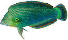 Dusky Wrasse