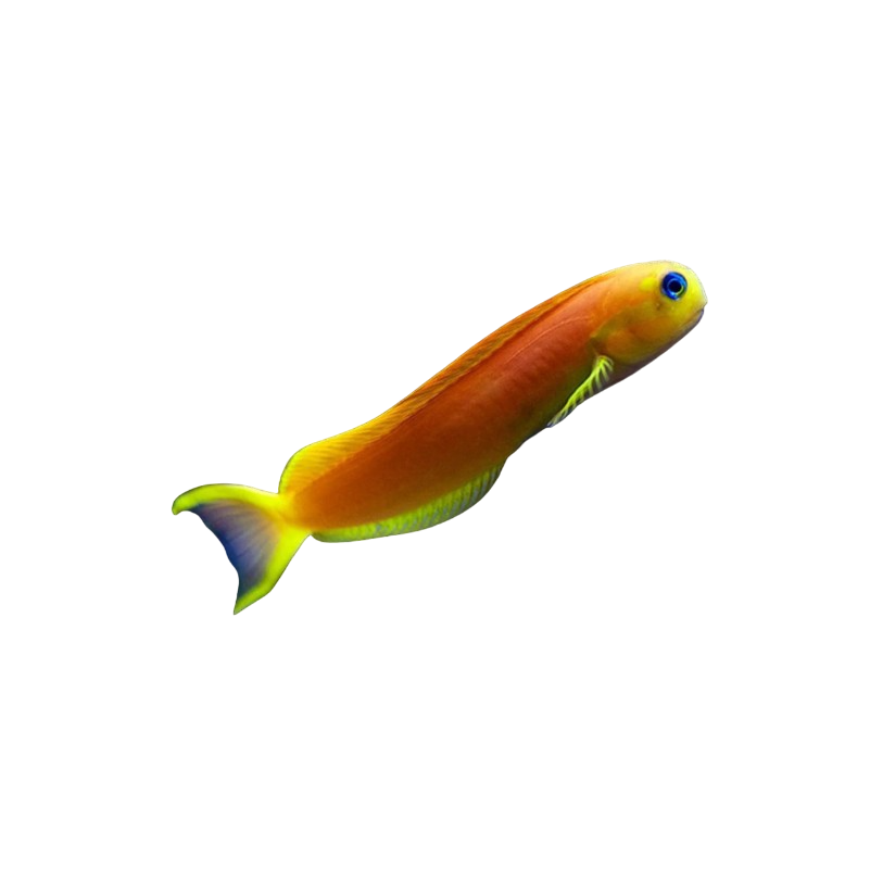 Yellow Midas Blenny L