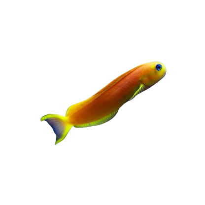 Yellow Midas Blenny M