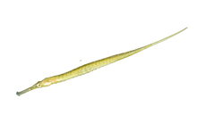 Alligator Pipefish