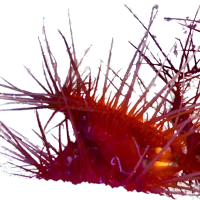 Electric Flame Scallop