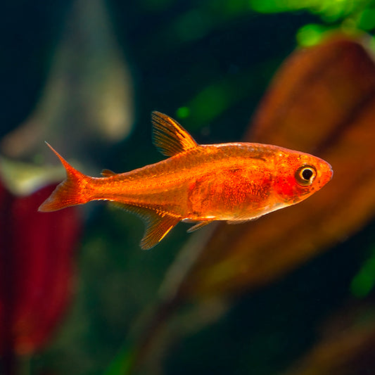 Ember Tetra -Hyphessobrycon amandae