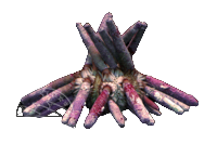 Pencil Urchin