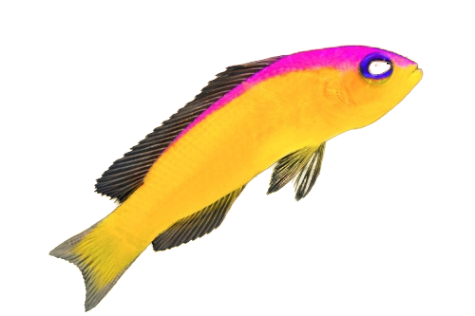 Diadem Dottyback