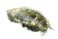 Abalone Snail