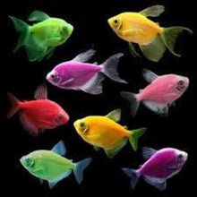 Glofish Tetra Asst'd