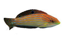 Adorned Wrasse S