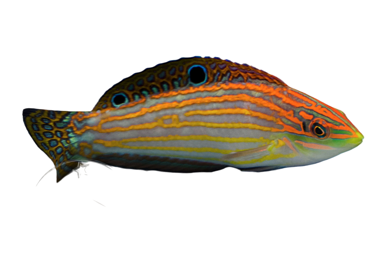 Adorned Wrasse M