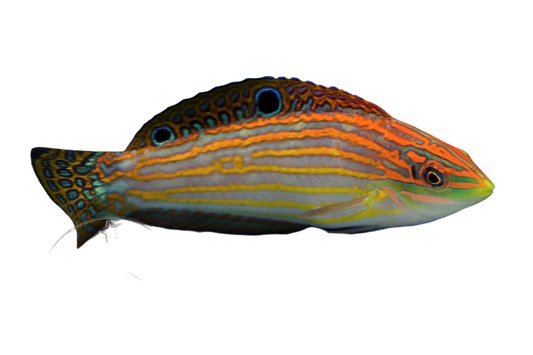 Adorned Wrasse M