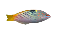 Checkerboard Wrasse 