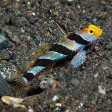 Hi Fin Red Banded Goby