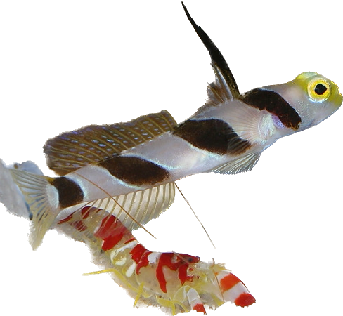 Hi fin Goby / Pistol Shrimp pair