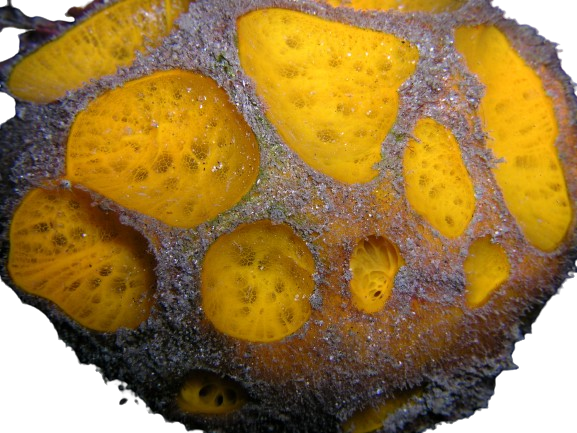 Yellow Ball Sponge