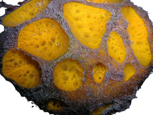 Yellow Ball Sponge