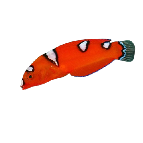 Red Coris Wrasse - Juvi