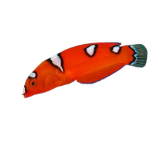 Red Coris Wrasse - Juvi