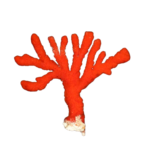 Red Tree Sponge XL